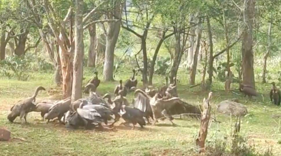 Watch: Flock of rare White-rumped Vultures feed on Deer Carcass in Mudumalai Tiger reserve