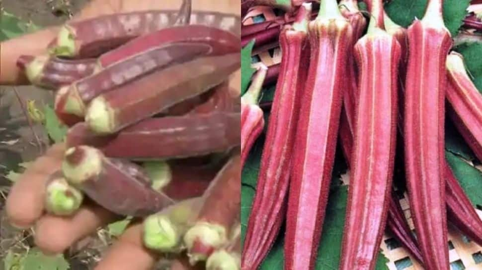 Madhya Pradesh farmer grows red ladyfinger that costs Rs 800 per kg, here’s why