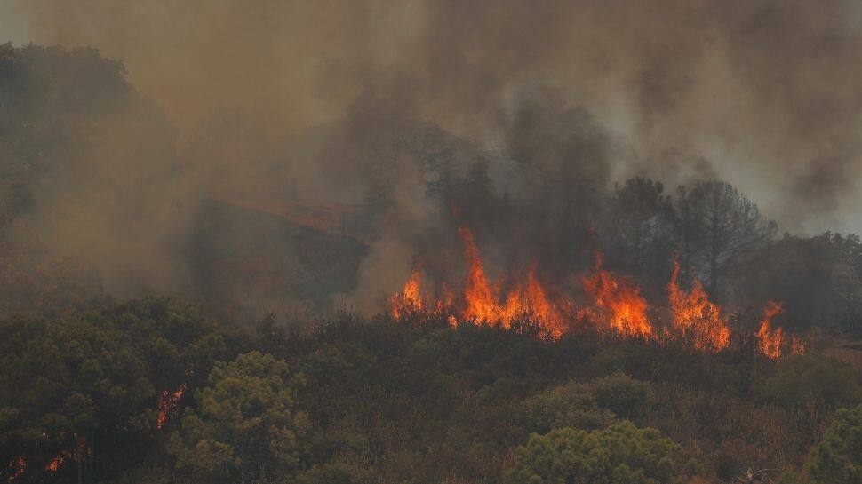 Over 3,600 hectares of forest destroyed