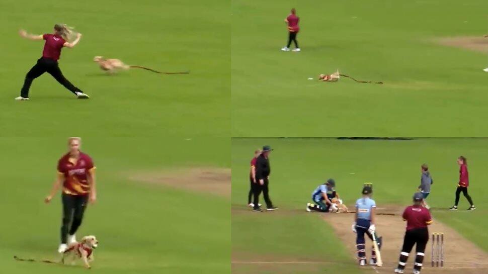 Dog invades pitch during T20 match in Ireland, runs around with ball - watch viral video