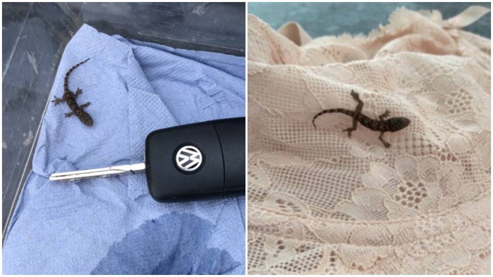 Lizard accidentally ends up traveling 7000 kms from Barbados to UK, here&#039;s what happened