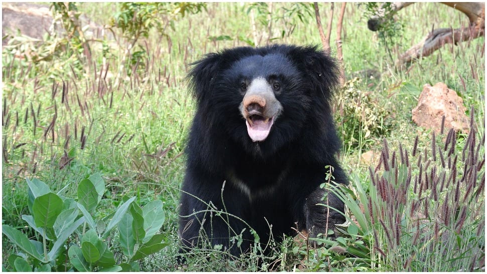 Forest department team shoots and kill bear in self-defence in Uttarakhand&#039;s Chamoli-- Watch video