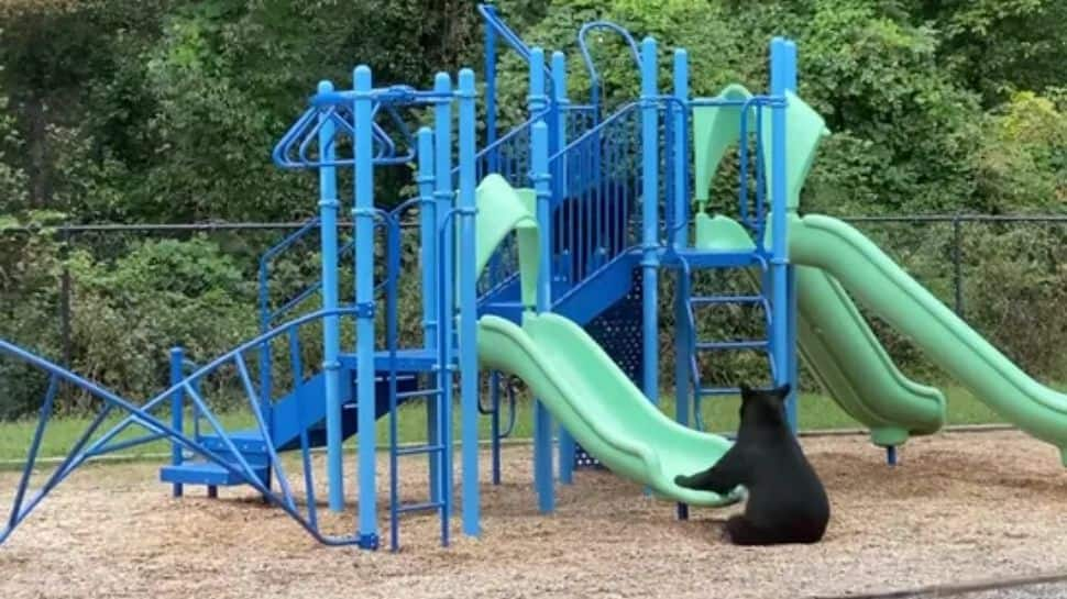 Mama bear teaching cub how to slide in viral video will melt your heart - Watch