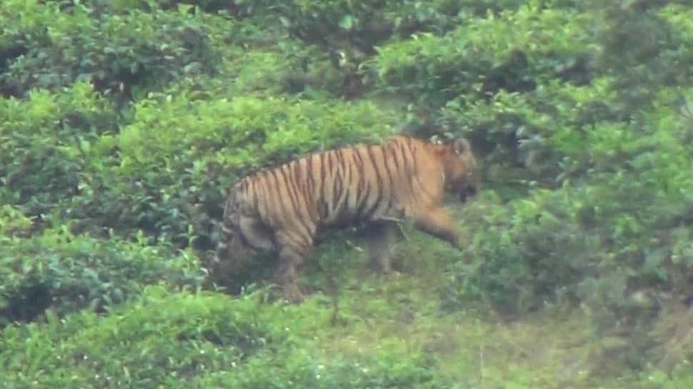 Capturing is top priority, say officials as hunting order issued for a wild Tiger in Mudumalai