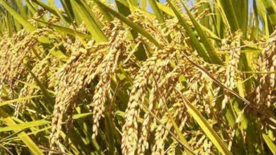 Paddy procurement to begin