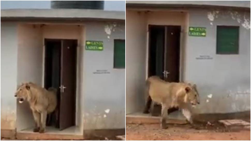 Lion seen coming out of washroom during safari, netizens applaud its &#039;hygiene&#039; - WATCH 