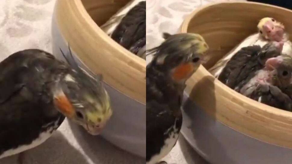 Peekaboo! Awwdorable video of parrot playing with bird babies go viral on internet- Watch