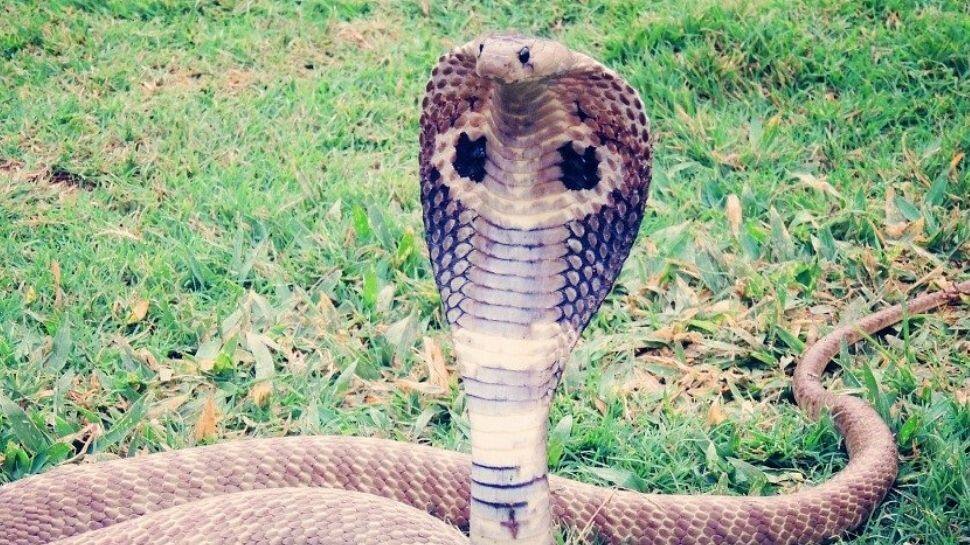 Shocking! Man used cobra to kill wife, convicted by Kerala court