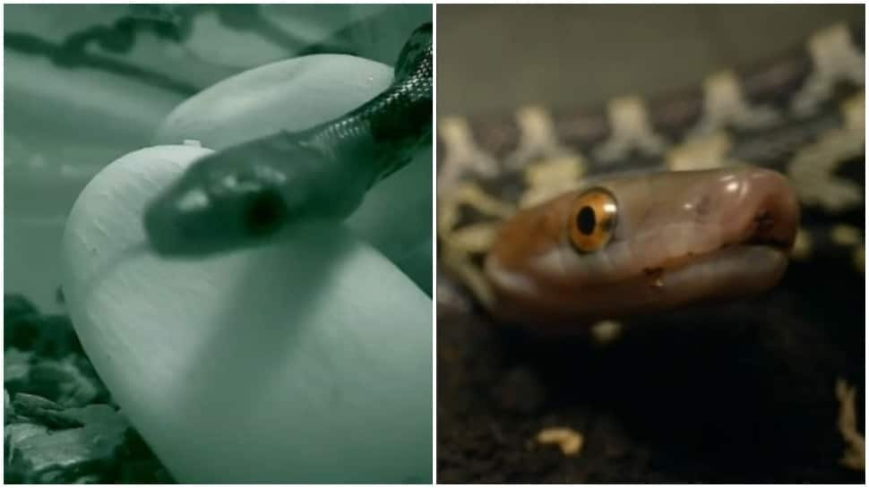 Video of baby snake coming out of egg goes viral - WATCH!