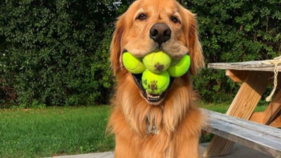 Goodest boy! Golden retriever sets world record for holding 6 tennis balls in his mouth