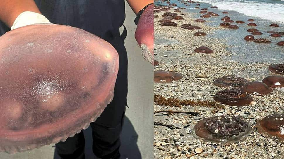 Thousands of tomato jellyfish washed up ashore in Malaysia in 2020