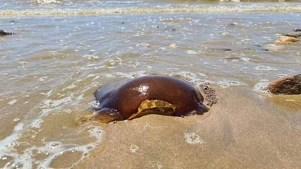 This blob fish is commonly found in Indian and Pacific oceans