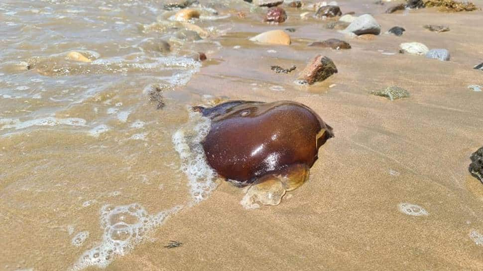 Tomato Jellyfish is not deadly but gives off a nasty odour