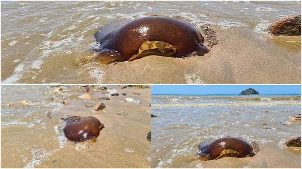 Extremely, rare jellyfish spotted in Australia