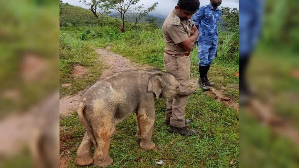 So much LOVE! Forest officer gets a hug from baby elephant, viral photo wins hearts online