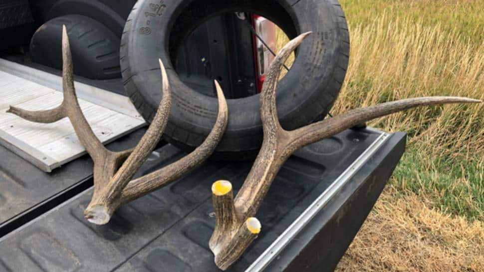 Officers say animals get stuck with items all the time