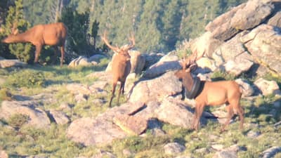 Elk freed with tyre around its neck 