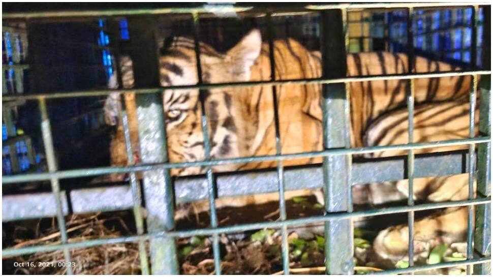 Wild Tiger MDT-23 recovering well, treatment continues at Mysore zoo