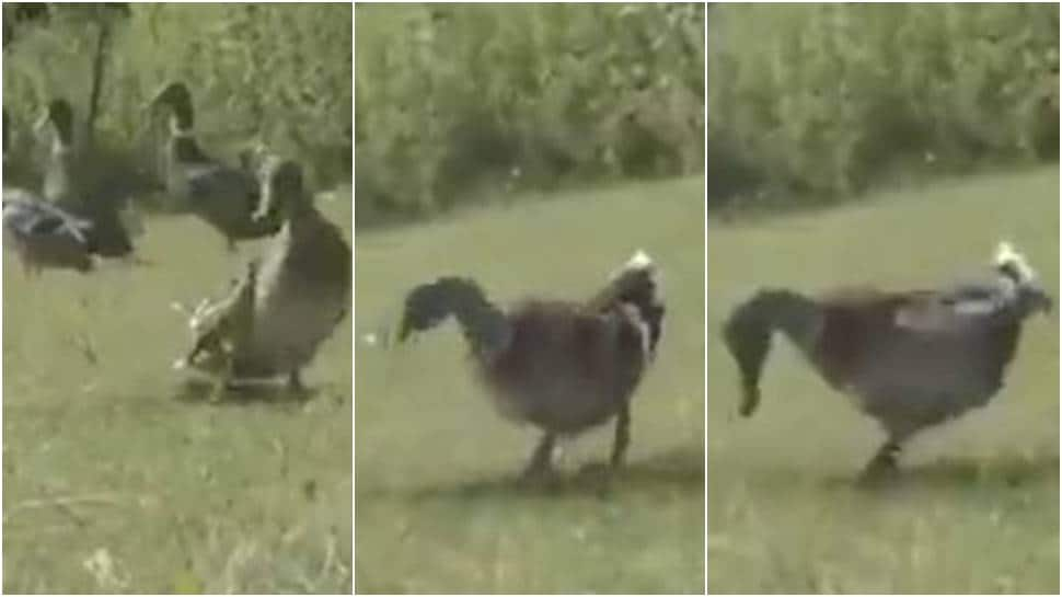 Nice moves! Duck does a &#039;moonwalk&#039;, reminds netizens of Michael Jackson - Watch