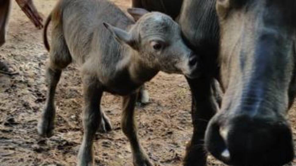 First IVF calf of Banni buffalo breed born in Gujarat&#039;s Gir Somnath