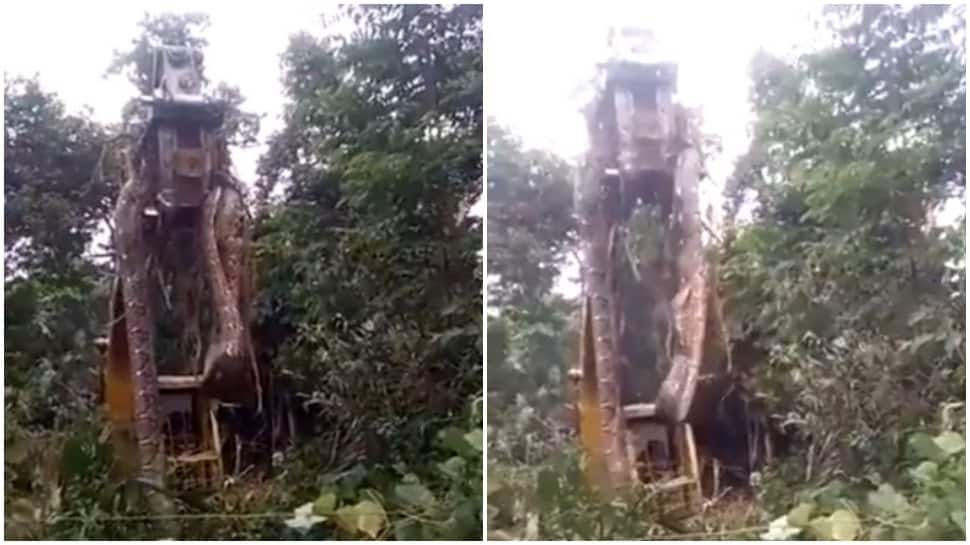 Massive python lifted by crane, viral video will gives you goosebumps - Watch