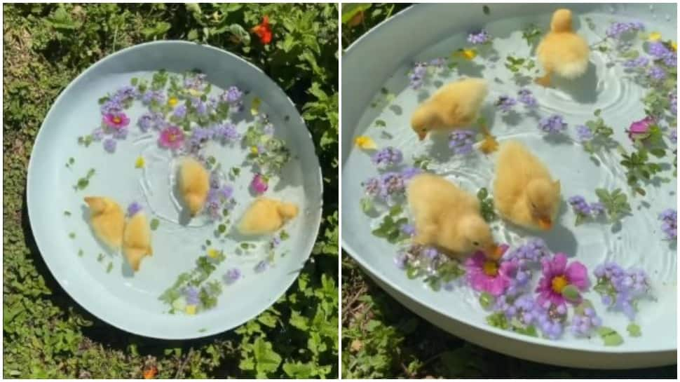 Tough day at work? This video of adorable fuzzy ducklings will release your stress- Watch