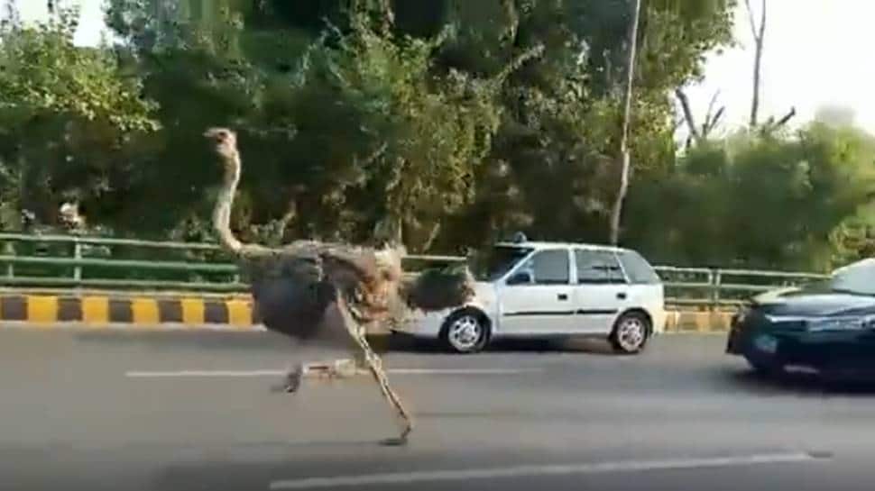 Ostrich joins the 'rat race'! Viral video from busy Lahore street has netizens in splits