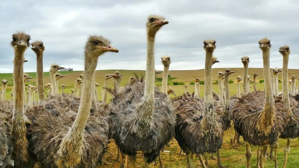 5 ostriches die mysteriously at Chennai Zoo; officials await test reports