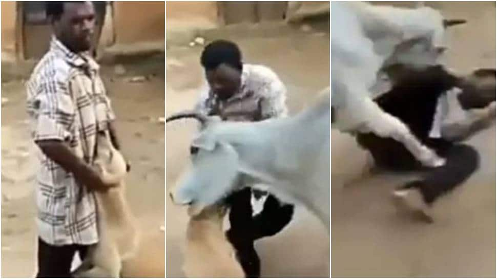 Not a Cow-ard: Cow attacks man, saves dog from abuse, netizens call it &#039;Karma&#039; - Watch