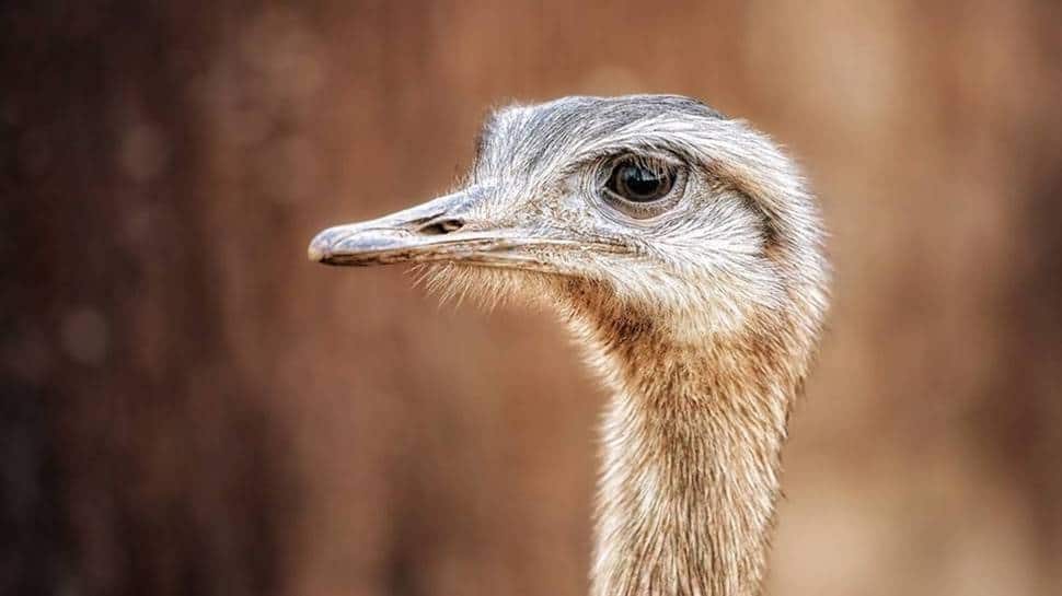 7 Ostriches at Chennai Zoo succumb to unknown illness in seven days