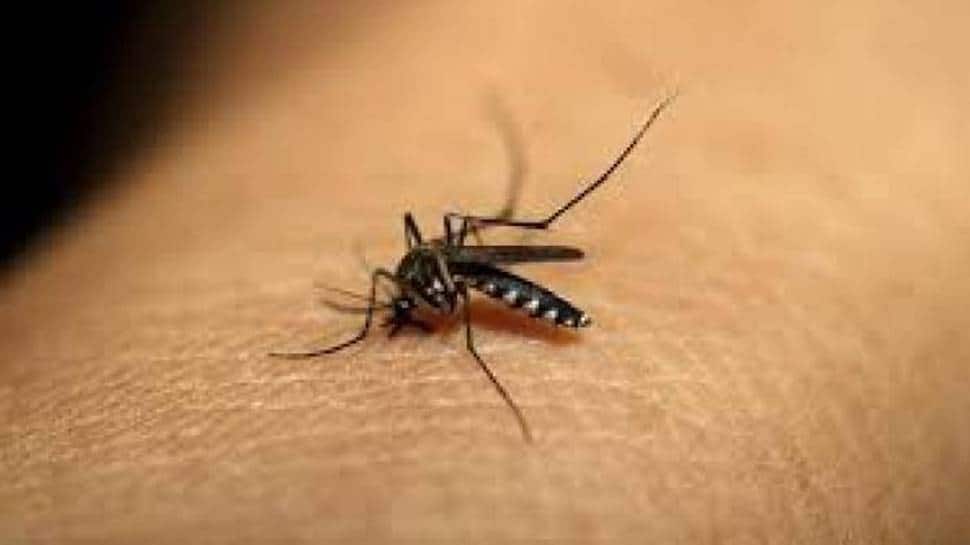 Dengan 13 kasus baru virus Zika, penghitungan Kanpur meningkat menjadi 79, pemerintah Delhi dalam siaga tinggi |  Berita Uttar Pradesh