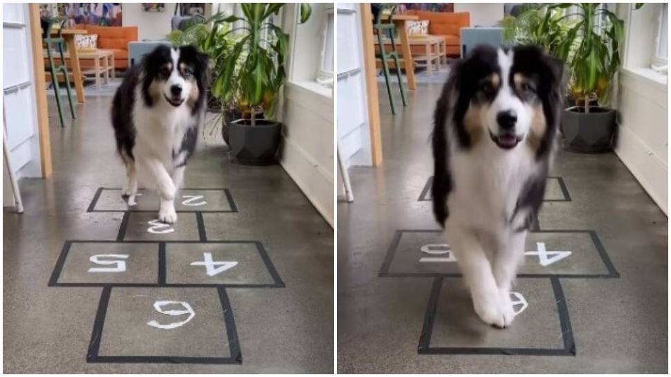 All set for next &#039;Squid Game&#039;! Dog practices hard to ace hopscotch - Watch