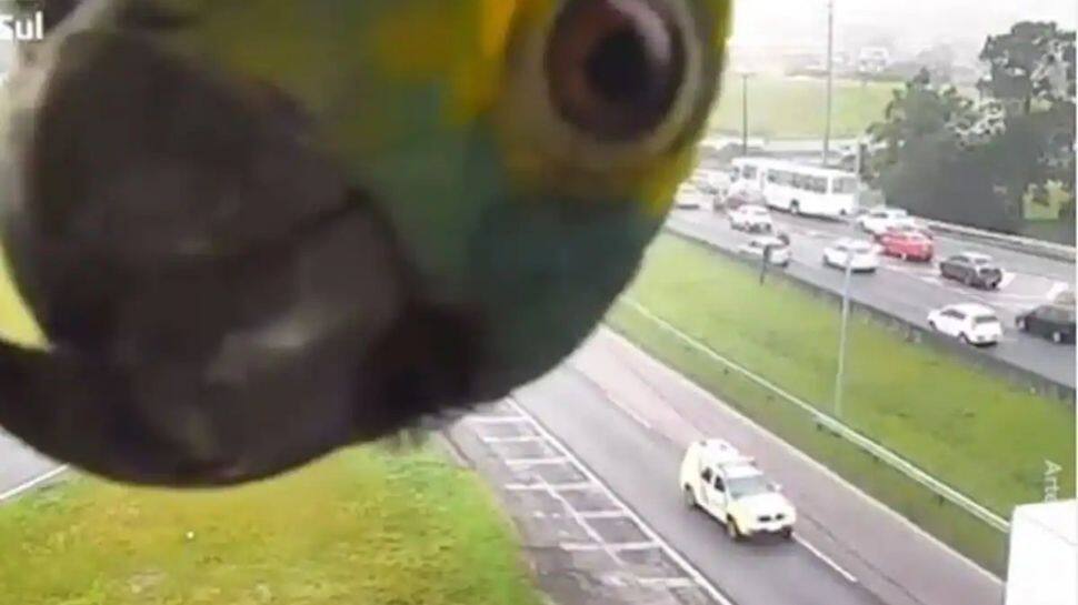 Cute parrot plays peekaboo with traffic camera in viral video, leaves netizens in splits- Watch 