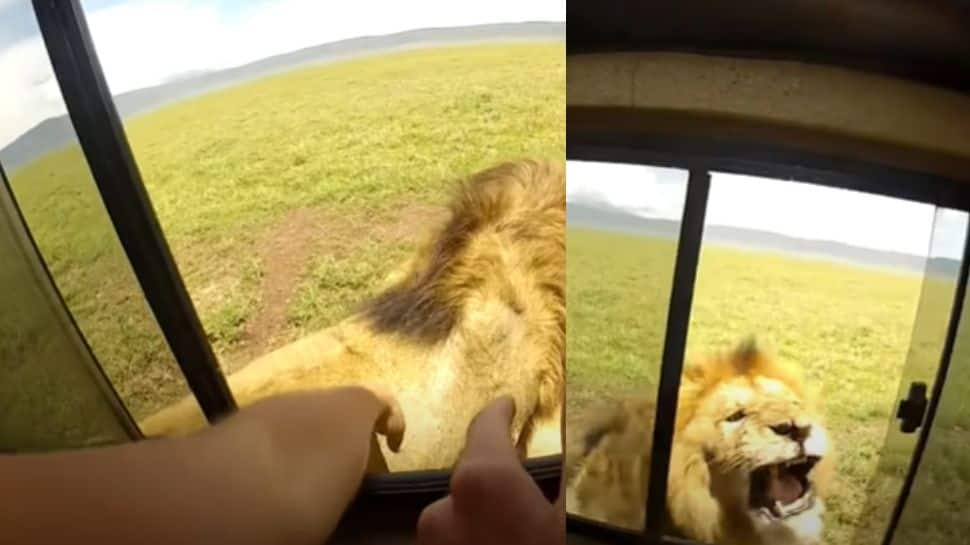 Tourist pets lion through open window, watch what happens next! 