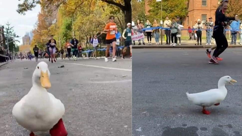 Too cute! Duck runs in New York City Marathon, watch viral video