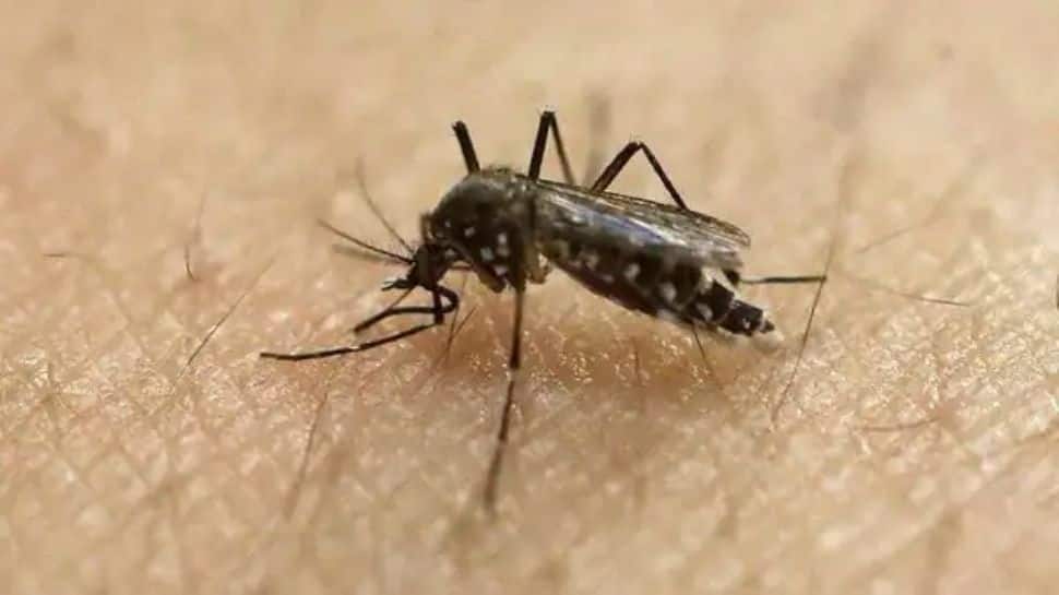 Kasus langka mucormycosis pasca-dengue dilaporkan di rumah sakit Delhi |  Berita India
