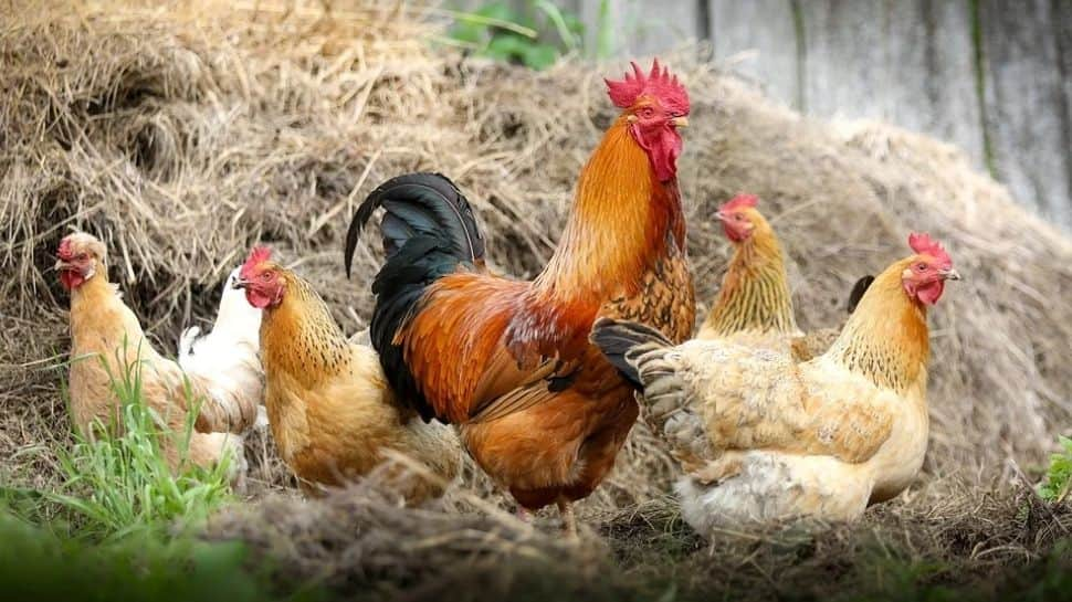 Europe, Asia report bird flu outbreak