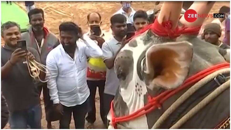 Bengaluru bull Krishna is worth Rs 1 crore for THIS reason