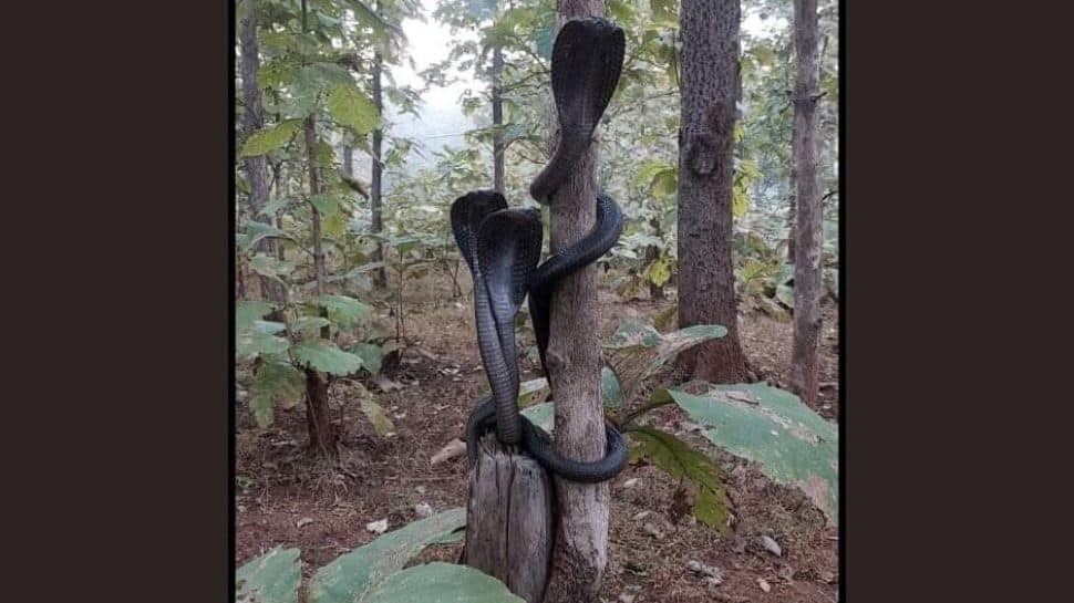 Three cobras in a frame! Viral image takes the internet by storm