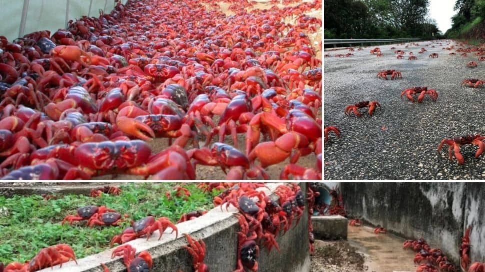 Australia’s crab migration paints the road in red- Watch amazing video