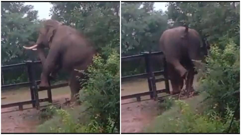 Determined elephant jumps over iron fence despite heavy body - Watch
