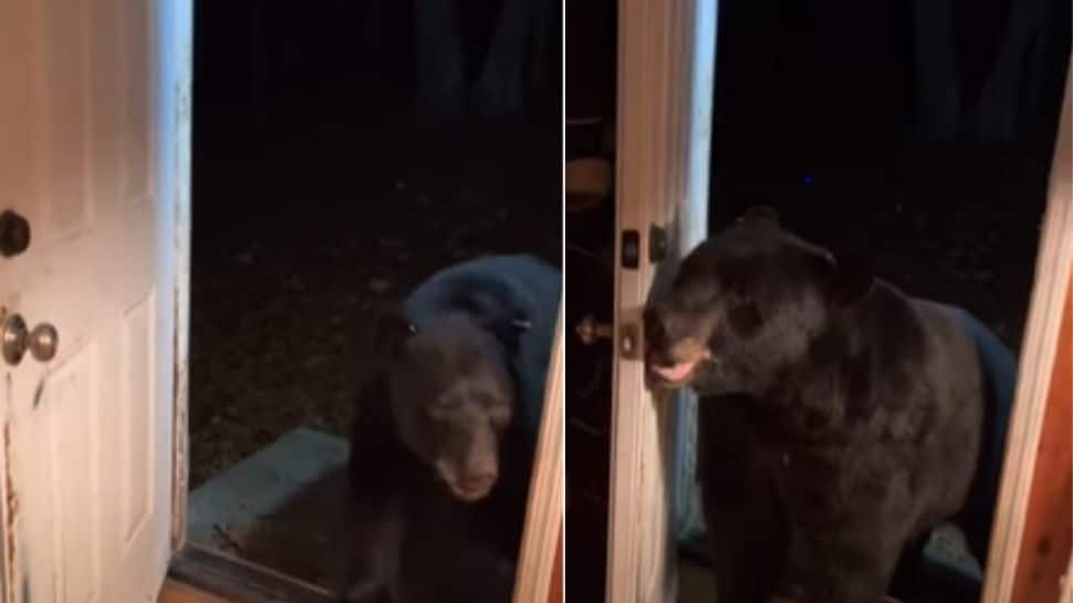 Bear closes door on woman’s instruction, video goes viral