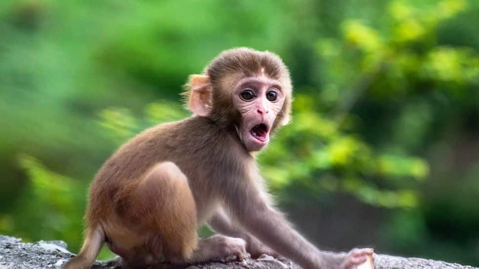 Jugaad pro max: Tonton trik pintar monyet ini untuk turun tangga |  berita viral