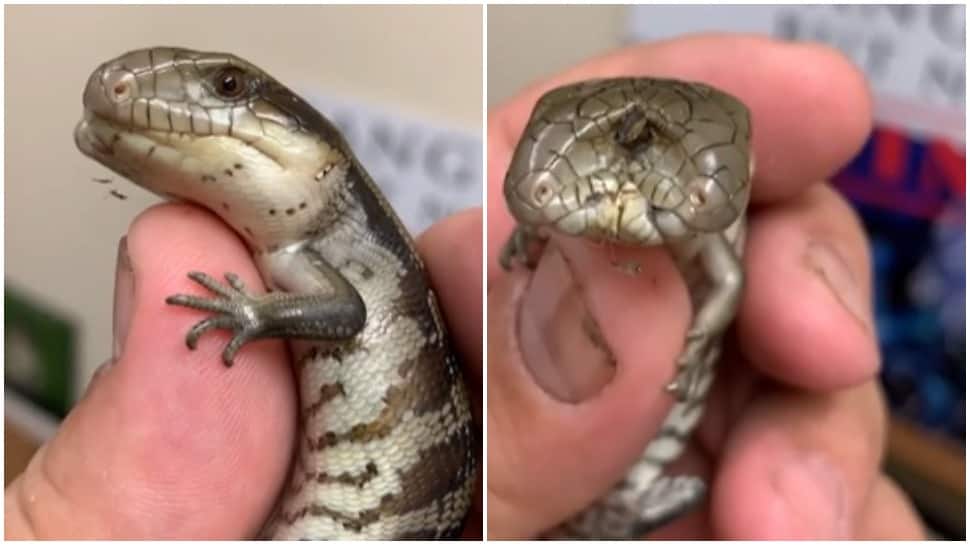Scary! Lizard with 2 heads and blue tongue gives chills to internet- Watch