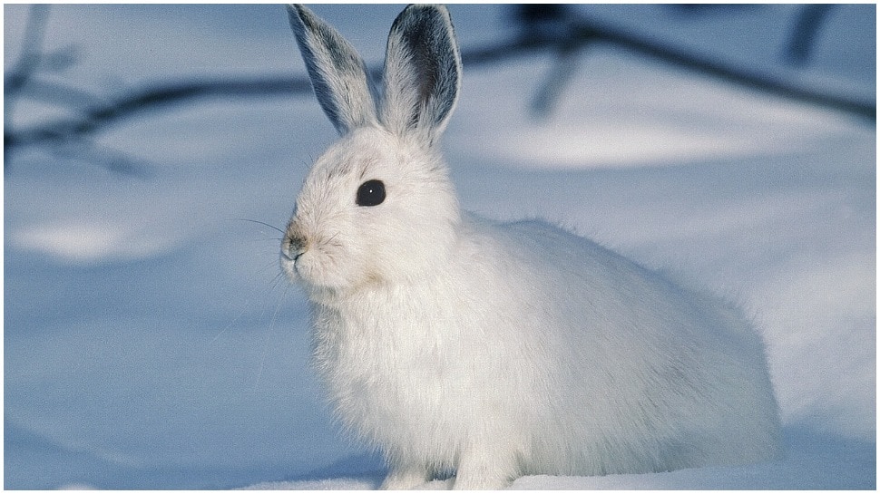 Armani says no to Angora Wool as part of its new fur-free policy