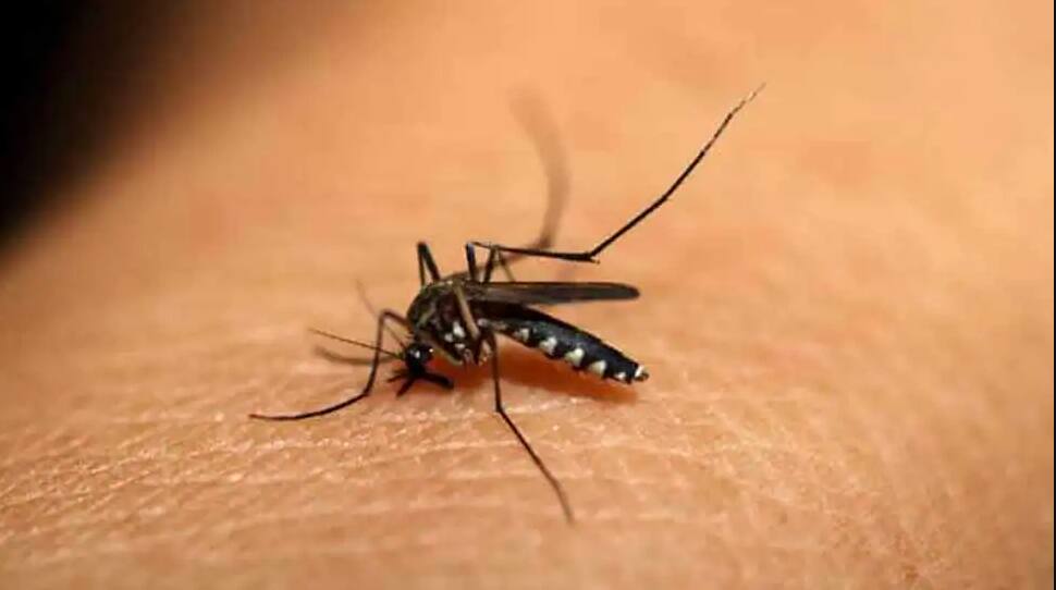 Deadly dengue wreaks havoc in Delhi, death toll rises to 15