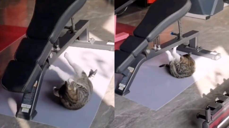 Cat works out at gym to be in purr-fect shape, viral video leaves internet in splits- Watch 