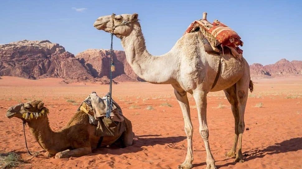 Botox injections for camels! Cosmetic alterations lead to ouster of 40 animals from beauty contest