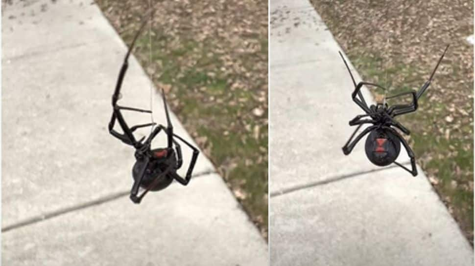 This viral video of huge black widow spider will give you goosebumps- Watch