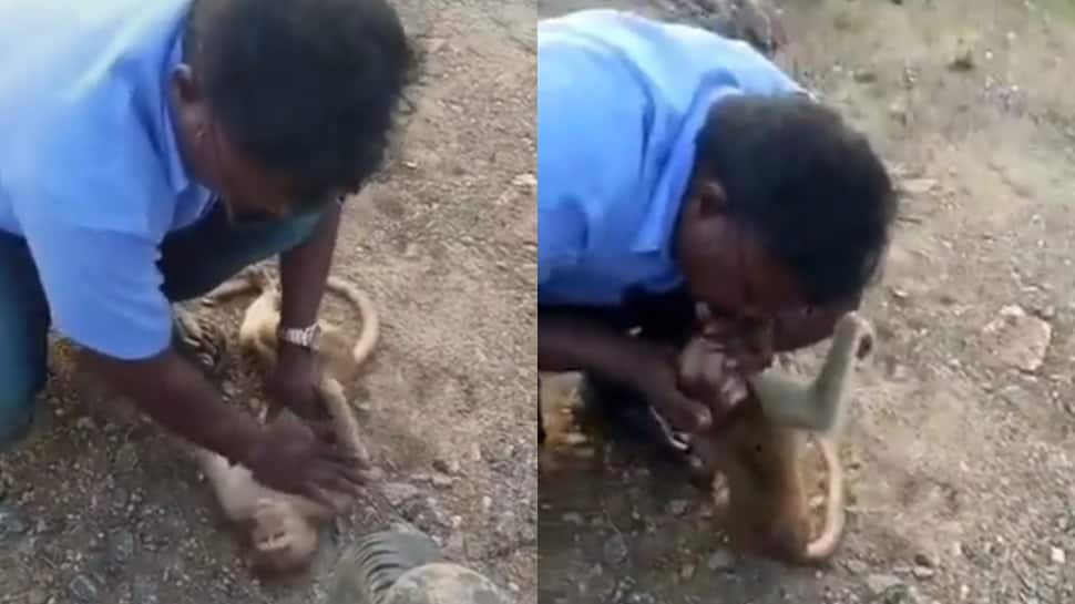 &#039;There is hope&#039;: Internet hails man for saving monkey by giving mouth-to-mouth resuscitation - Watch viral video